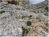 Passo Tre Croci - Sella di Punta Nera